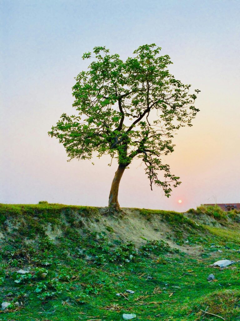 A lone tree stands against a vibrant sky at sunset, capturing the serene beauty of nature.